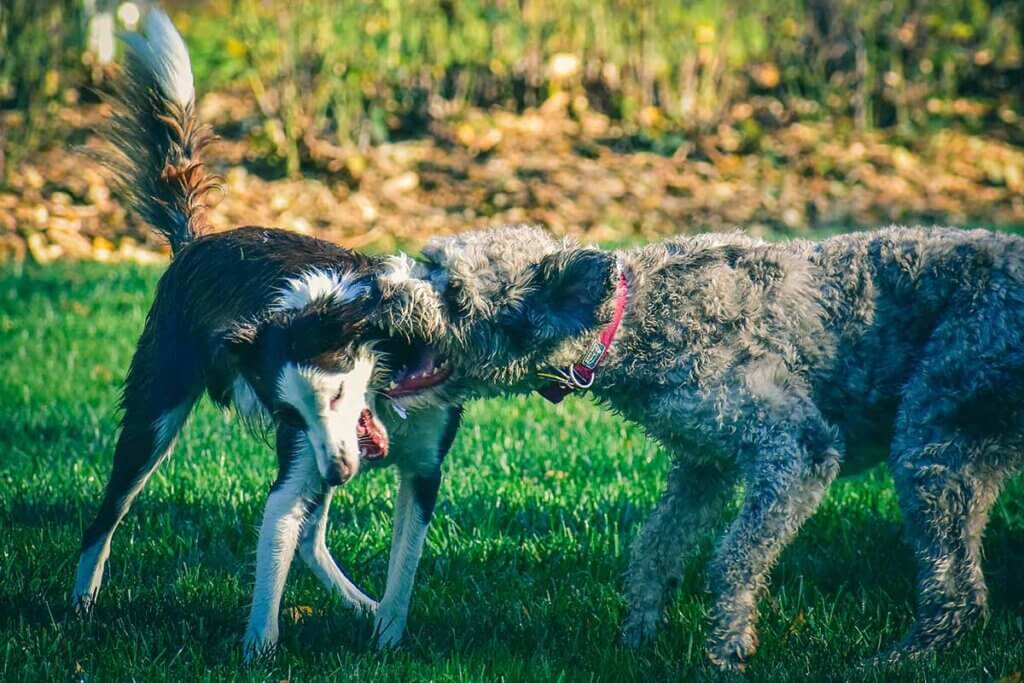 Hunde kämpfen gegeneinander auf einer Wiese