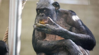 Bonobo frisst Kot im Zoogehege.