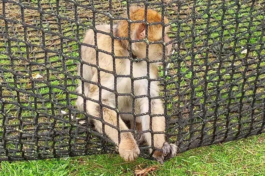 Affe hinter einem Zaun im Circus Barus.