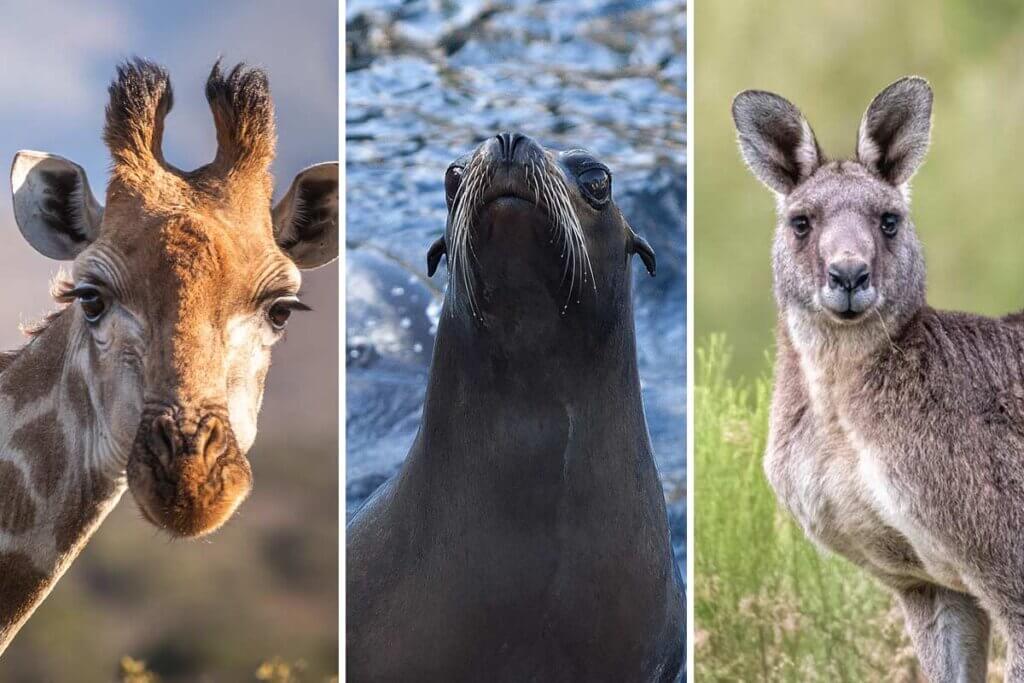 Collage. Giraffe, Seelowe und Kaenguru