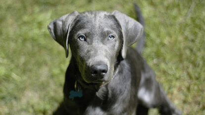 silber labrador