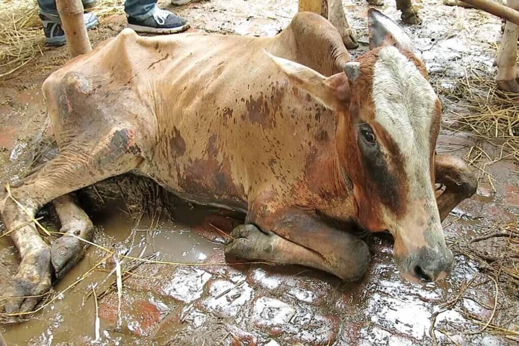 Abgemagertes Rind liegt auf dreckigem Steinboden.