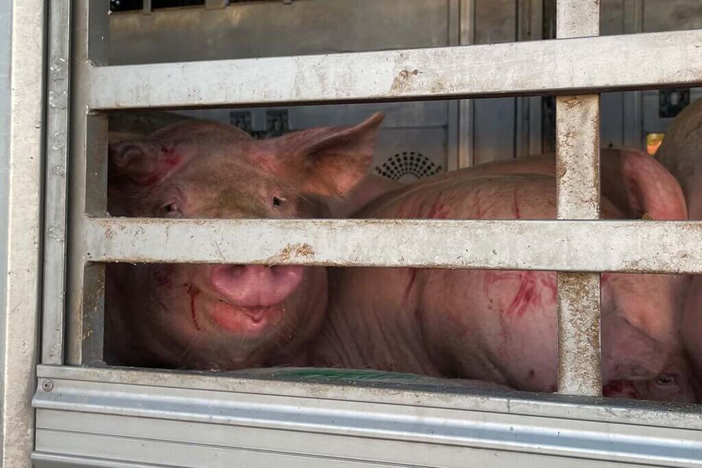 Schweine im Transporter