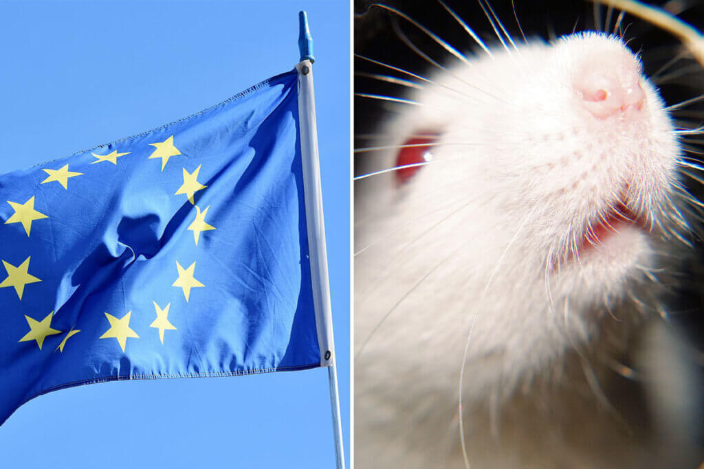 Collage. Links EU Flagge. Rechts eine weisse Maus.