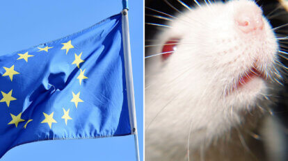 Collage. Links EU Flagge. Rechts eine weisse Maus.