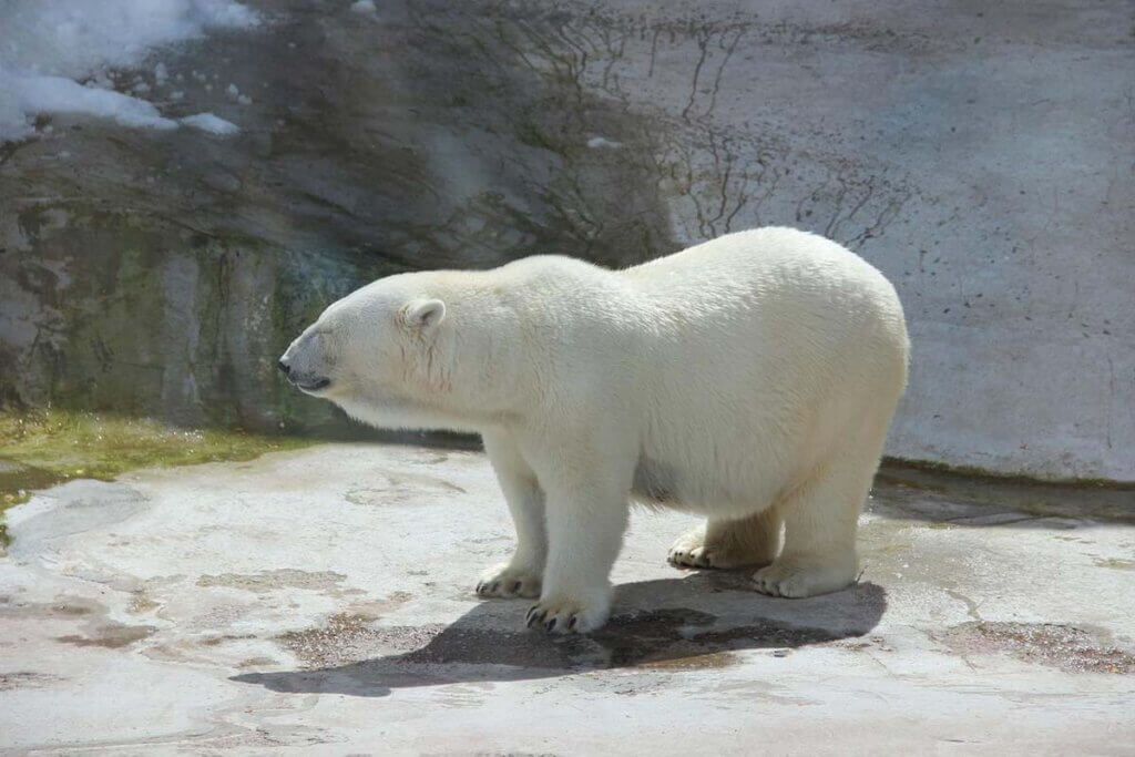 eisbär in der hitze