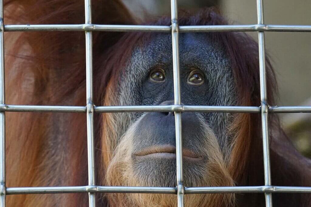 orang utan