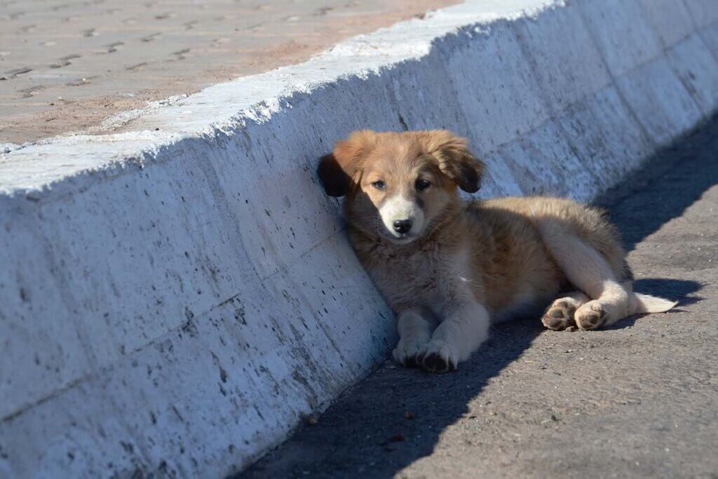 Ausgesetzter Hund am Strassenrand