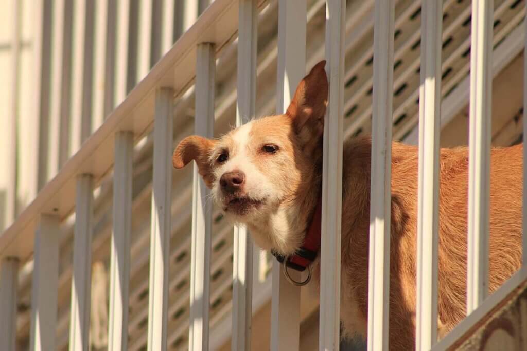 hund auf dem balkon