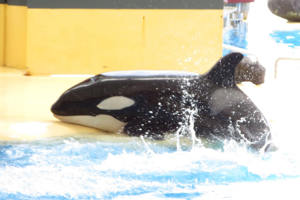 Orca im Loro Parque Teneriffa