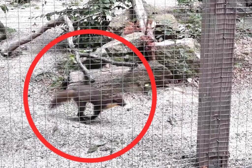 Verhaltensgestoerter Marder im Wildpark Knuell