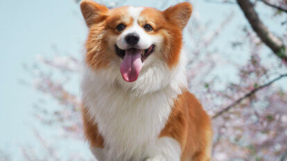 Corgi Hund