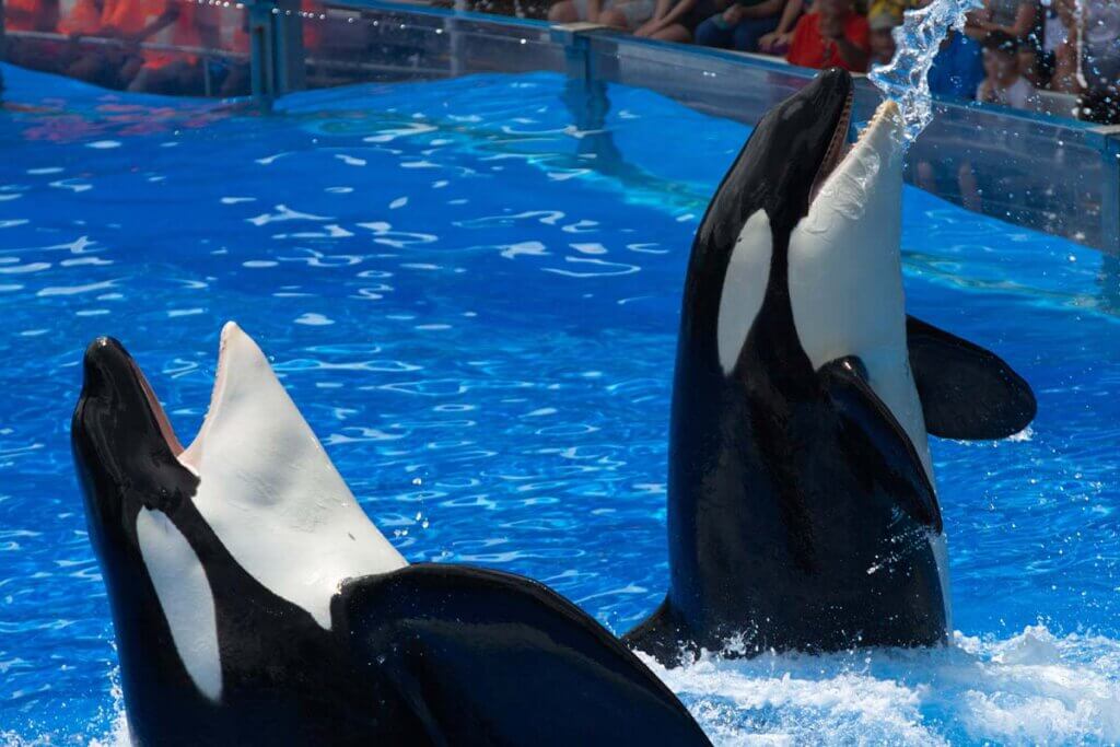 Orcas in SeaWorld Show