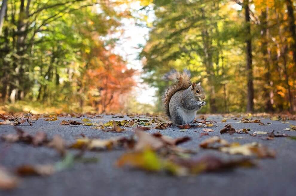 tiere im herbst