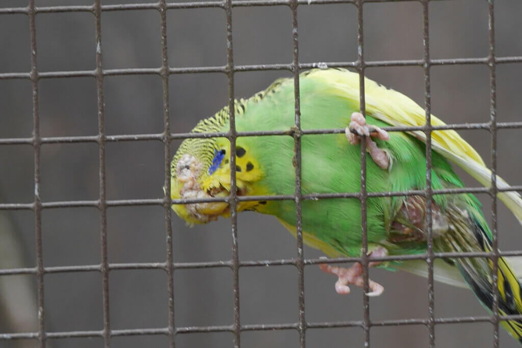 Tierpark Granat, gruener Vogel haengt am Gitter einer Voliere