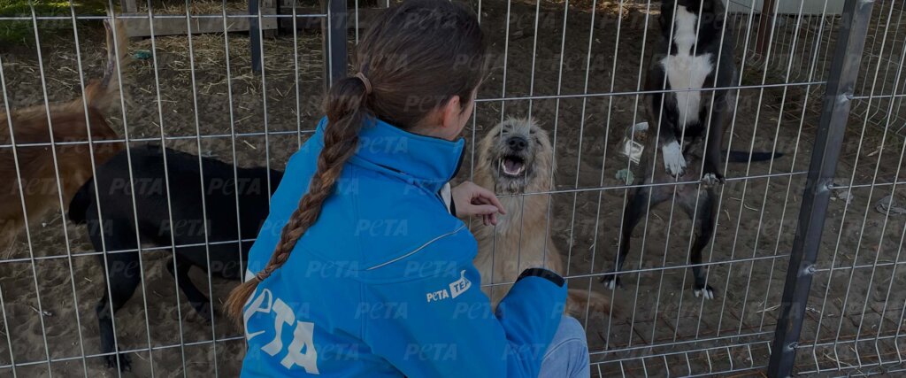 Frau streichelt Hunde