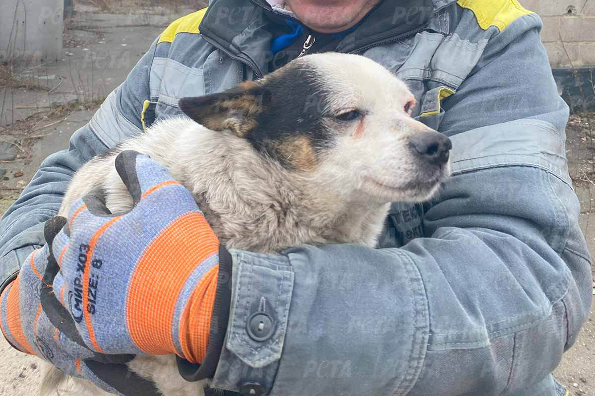 Ein Mensch hält einen Hund im Arm