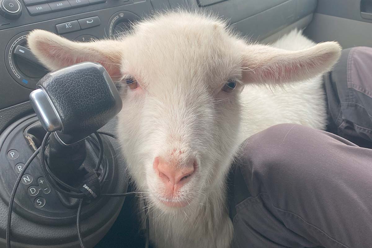 Ein Schaf im Auto
