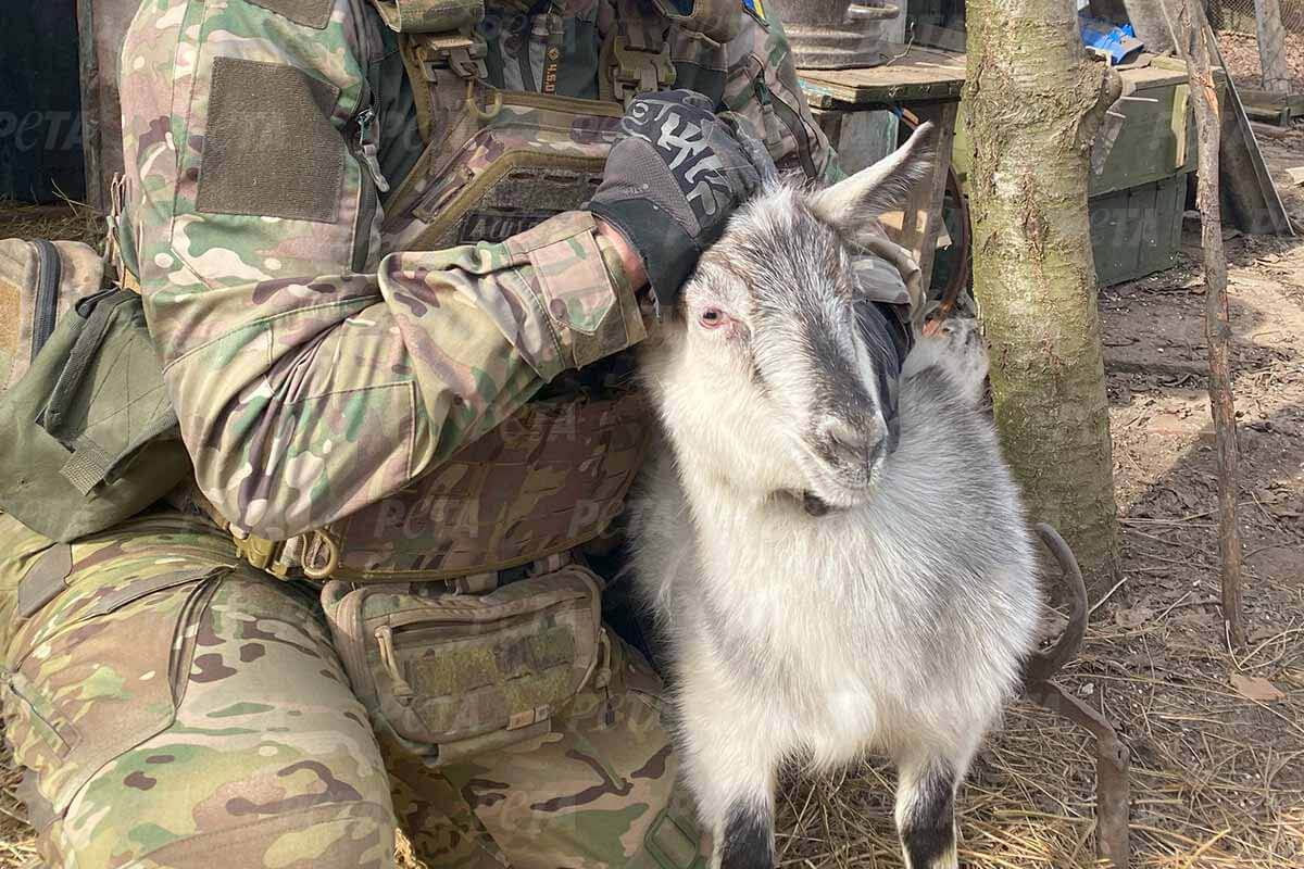 Soldat hält eine Ziege