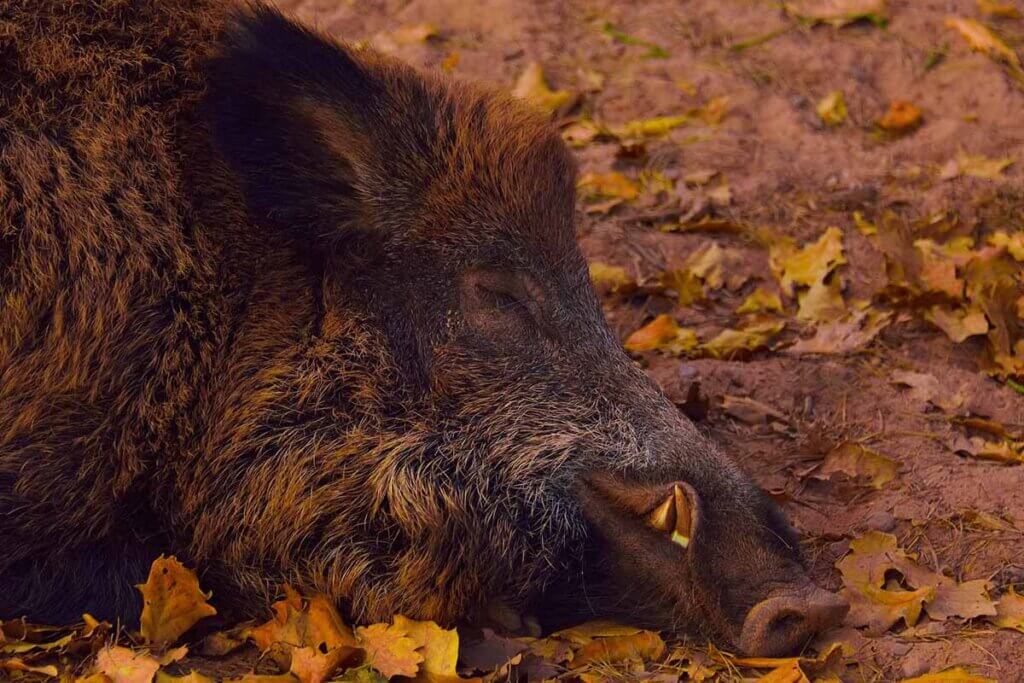 Wildschwein liegt am Boden