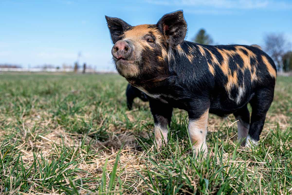 Minischwein: Darum Sollten Sie Kein Teacup-Schwein Kaufen