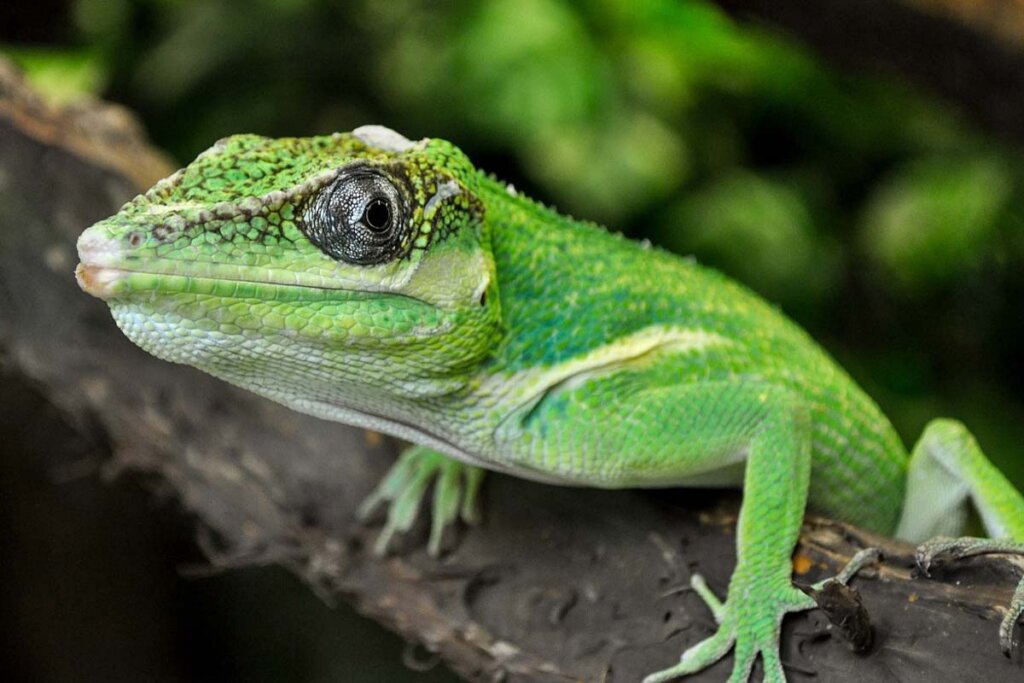 Eine gruene Echse sitzt auf einem Ast in einem Terrarium.