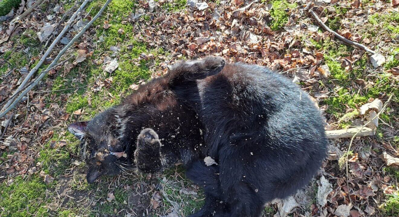 Unnötige Jagd auf Waschbären stoppen – helfen Sie jetzt!
