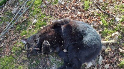 Tote Katze von Schlagfalle getoetet