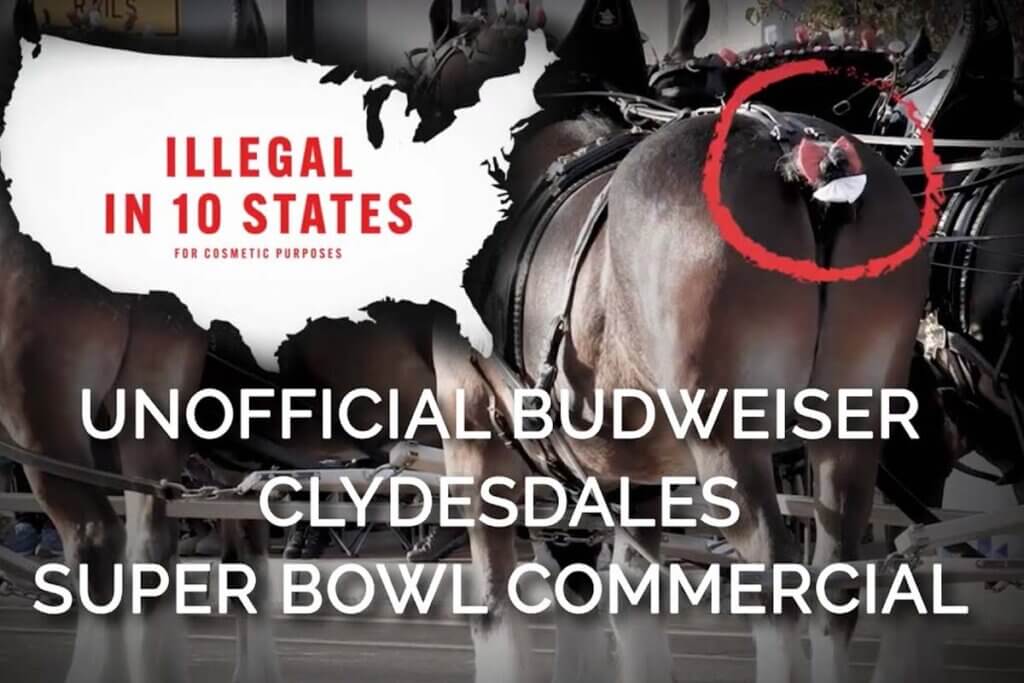 PETA Budweiser Super Bowl Commercial