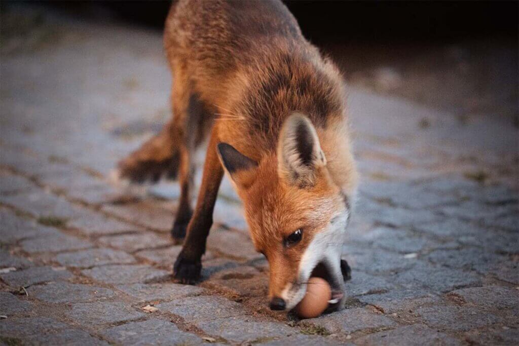 Ein Fuchs steht auf dem Asphalt und hebt ein Ei vom Boden auf.