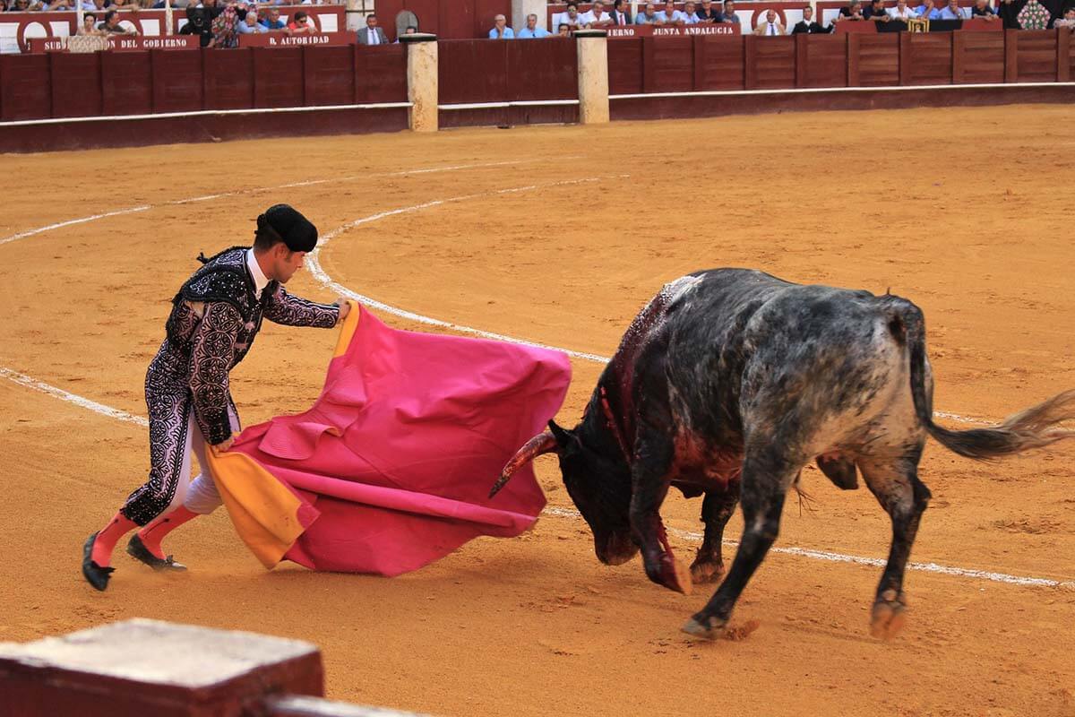 Matador kaempft mit Stier in einer Arena