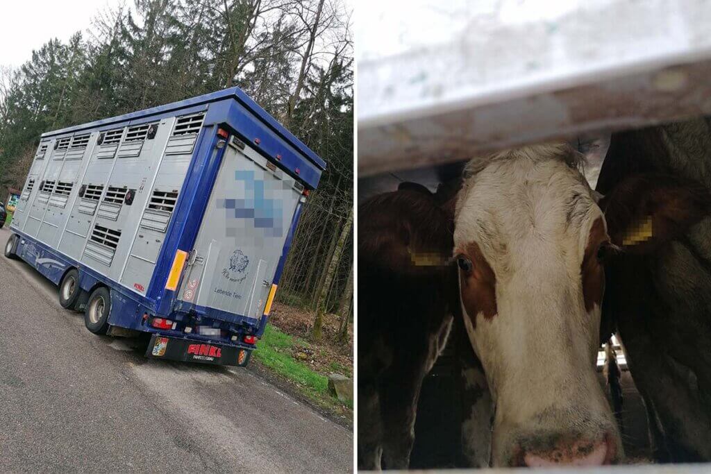 Collage. Transporter mit Rindern steht am Strassenrand. Rind im Transporter schaut zwischen Gitterstaeben raus.