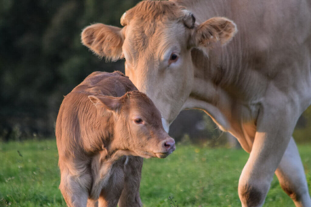 Braune Kuh stubst ihr braunes Kalb mit der Nase an. Beide stehen auf einer gruenen Wiese.