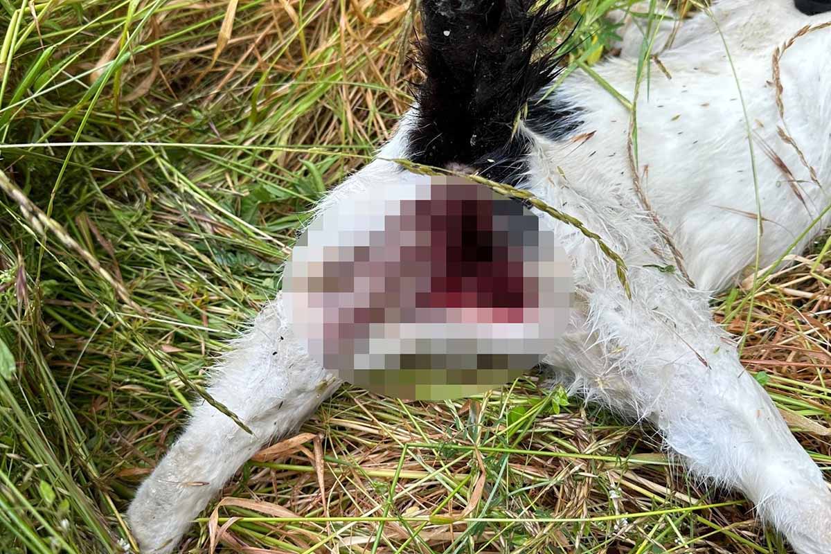 Katze misshandelt und getötet – 3.000 € Belohnung für Hinweise