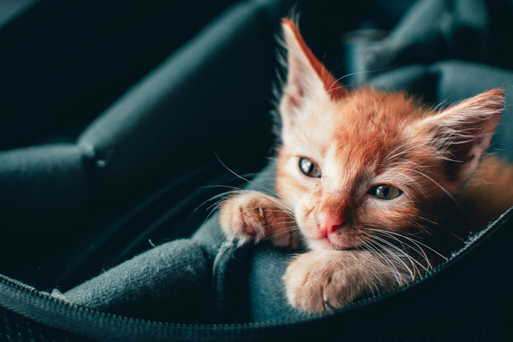 Eine orangene Katze liegt in einem schwarzen Koffer.