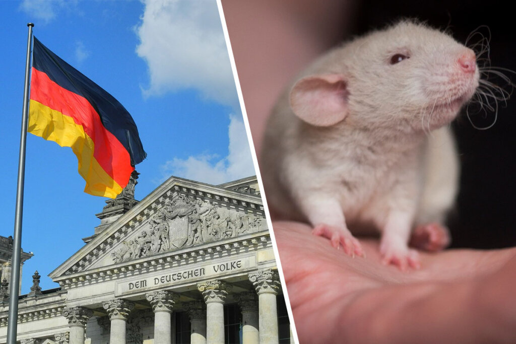 Collage. Links deutscher Bundestag mit Flagge. Rechts eine weisse Ratte.