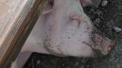 Ein Schwein liegt mit dreckiger Schnauze am Boden unter einem Holzbalken.