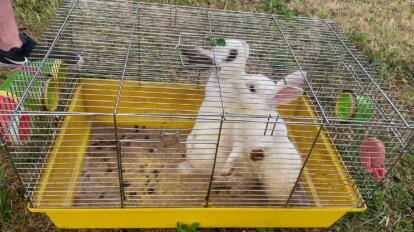 Zwei gerettete Kaninchen