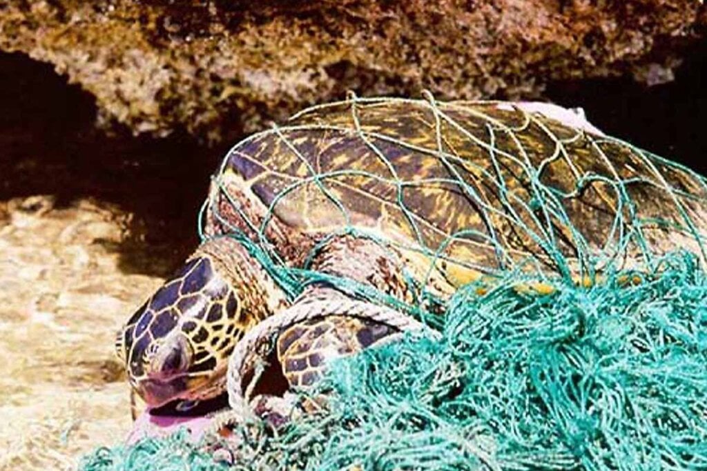 Eine Schildkroete haengt in einem Geisternetz im Meer.