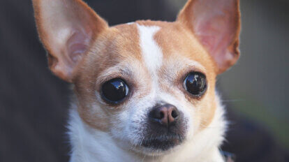 Ein braun-weiss gefleckter Chihuahua.