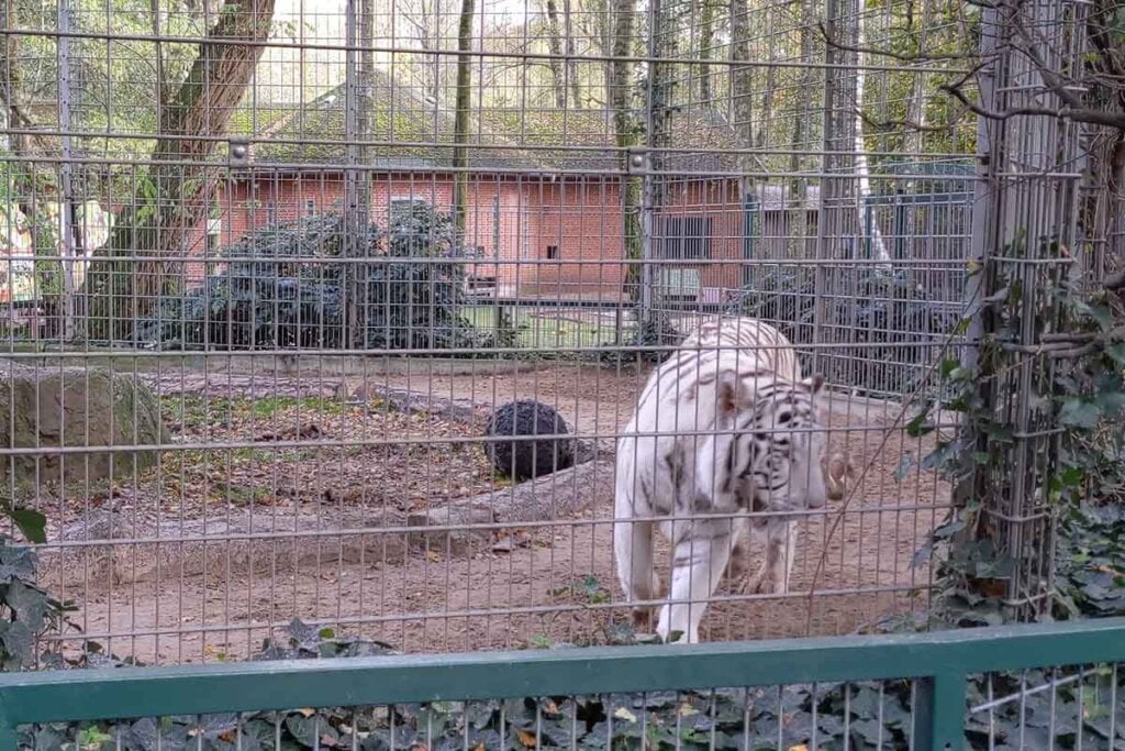 Weisser Loewe im Tierpark Nadermann