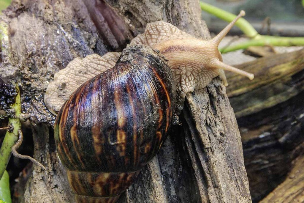 Eine Achatschnecke haengt an einem Baum.