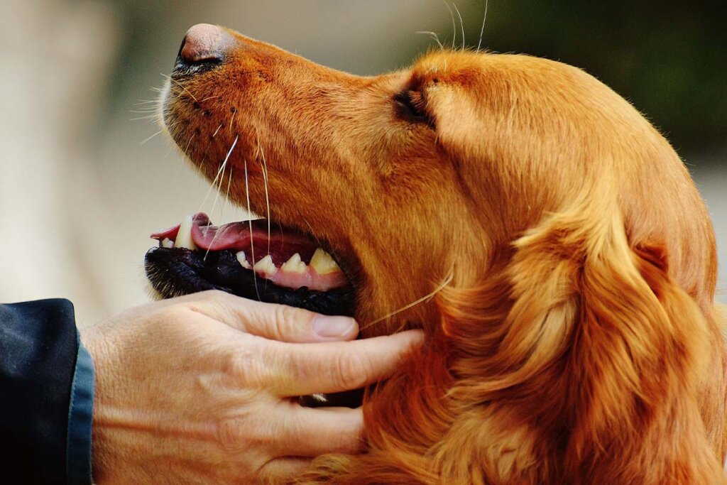 Ein Golden Retriever wird gestreichelt.