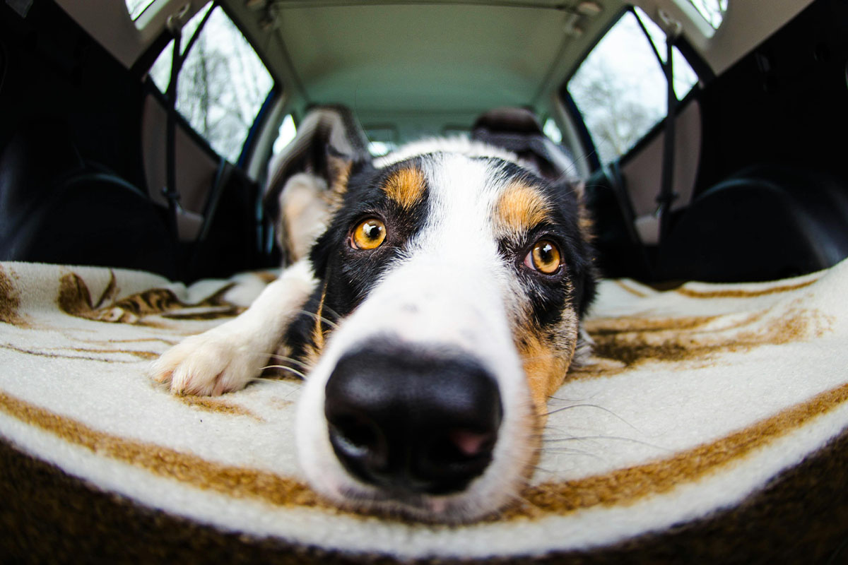 Hund bei Kälte im Auto: So verhalten Sie sich im Notfall