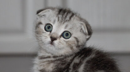 Eine graue Scottish Fold Faltohrkatze sitzt vor weissen Schraenken.