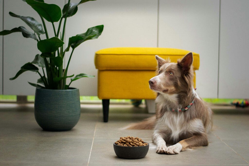 Hund liegt vor einem Napf mit Futter