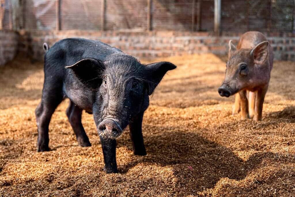 Zwei kleine Ferkel auf Stroh