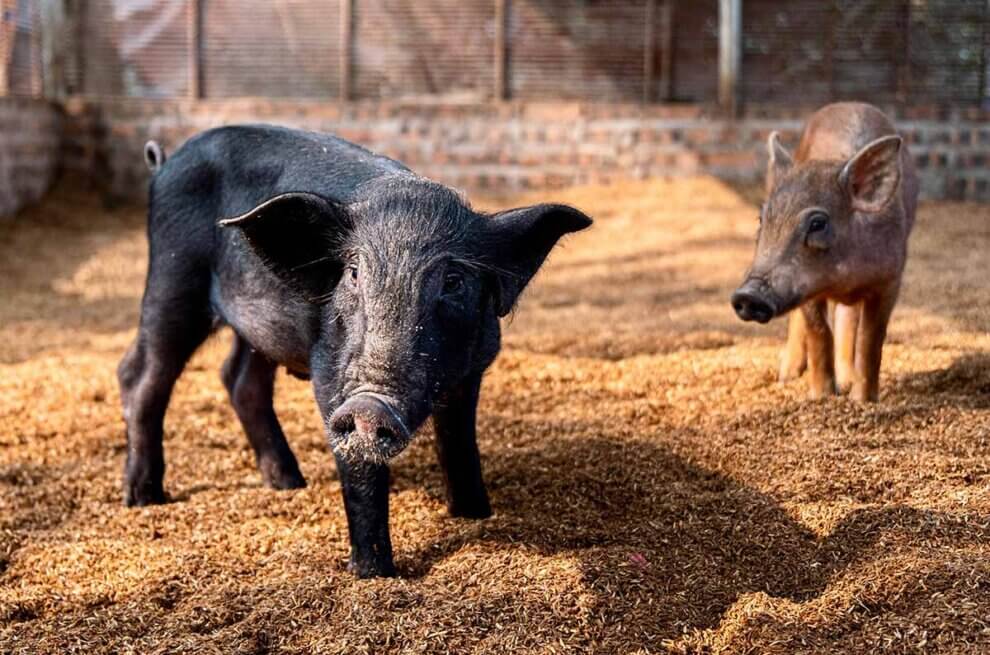 Zwei kleine Ferkel auf Stroh