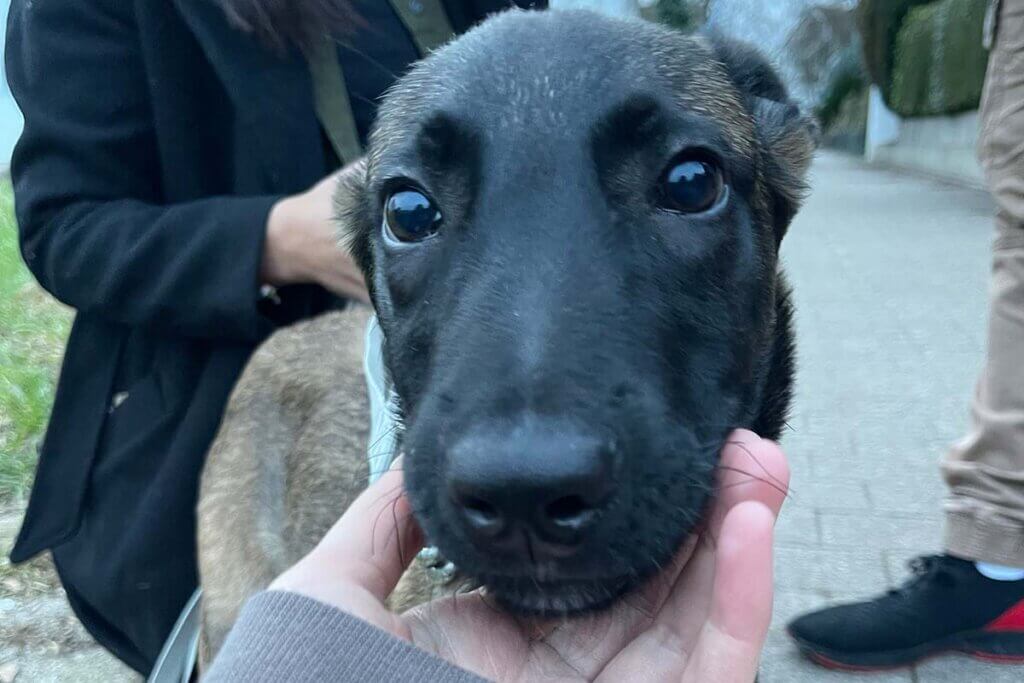 Hundekopf wird in einer Hand gehalten und Hund schaut in die Kamera