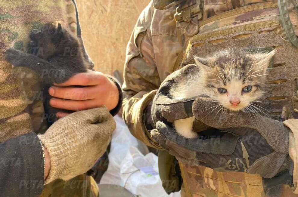 Zwei Personen mit Tarnanzuegen halten zwei Kaetzchen in den Armen.